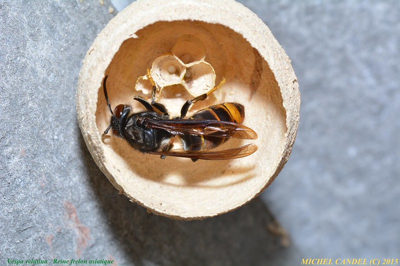 Photo représentant un frelon asiatique dans un nid primaire