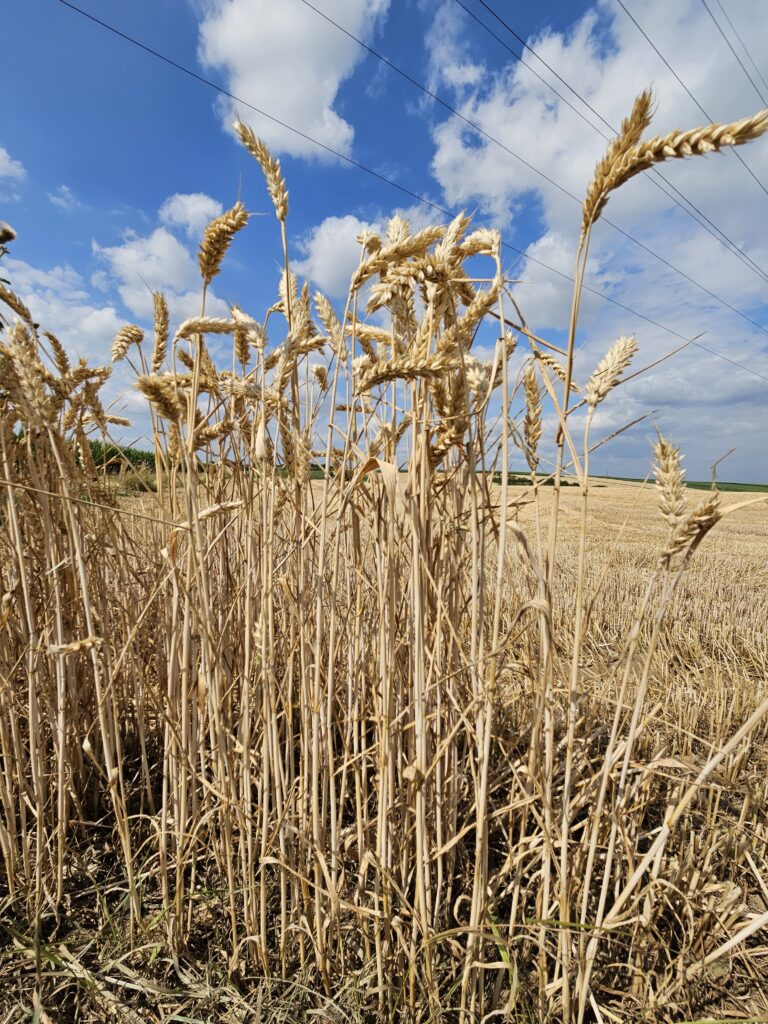 Épis de blé dans un champs ensoleillé du Kochersberg et ciel bleu