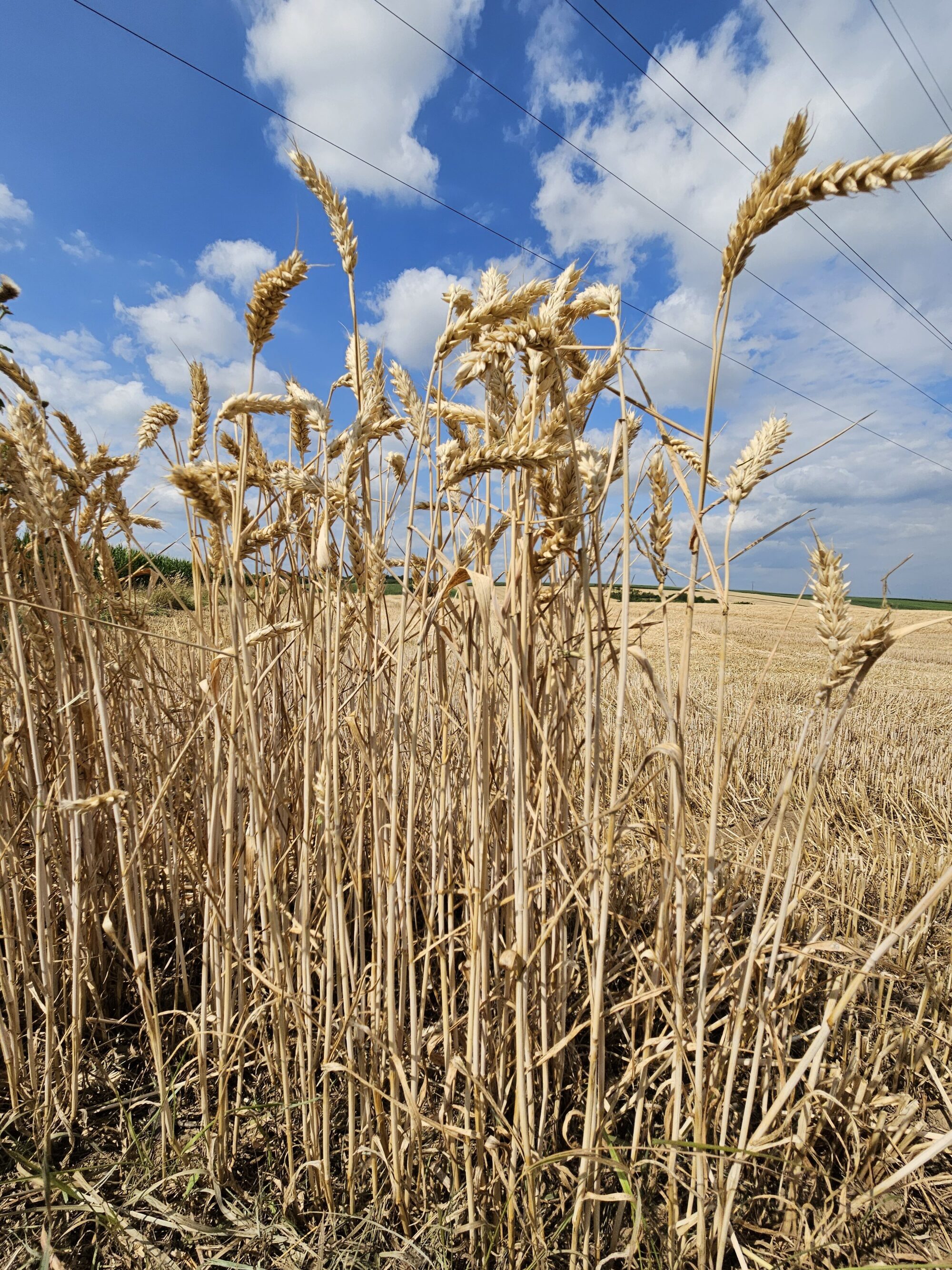 Épis de blé dans un champs ensoleillé du Kochersberg et ciel bleu