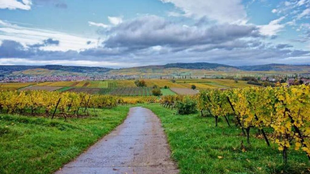 chemin dans les vignes