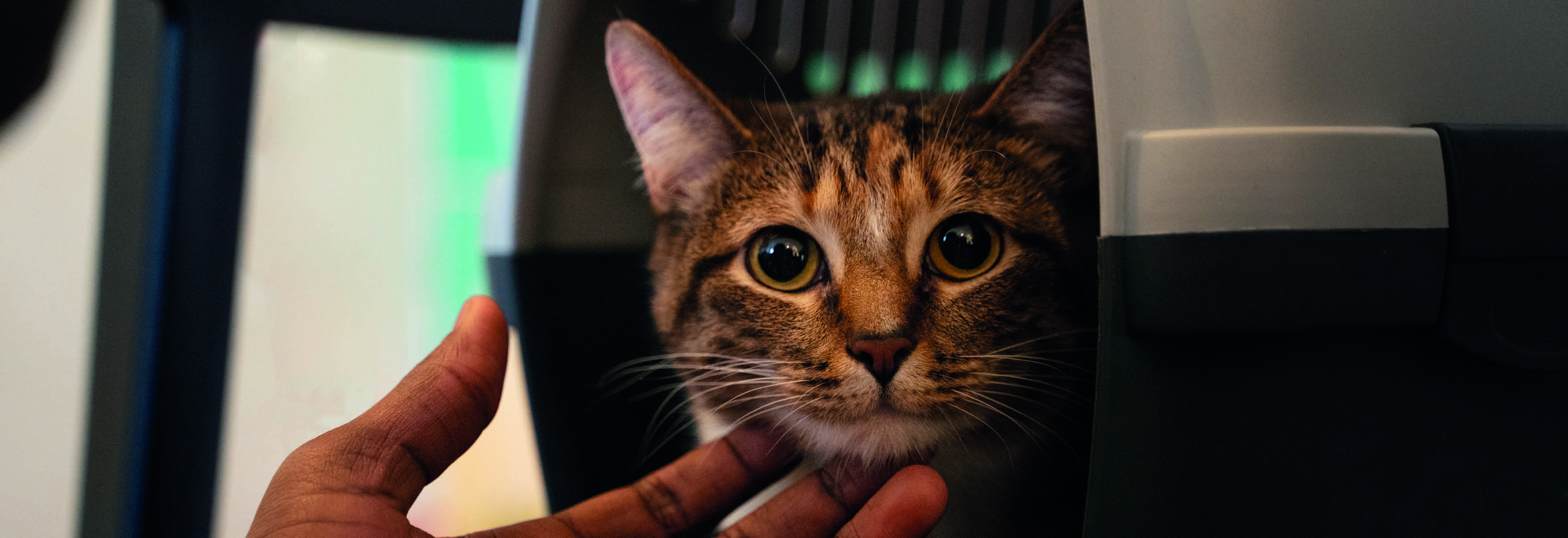 Photo d'un chat européen dans une caisse de transport