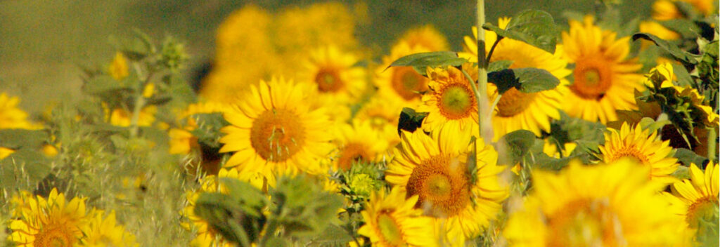champ de tournesols