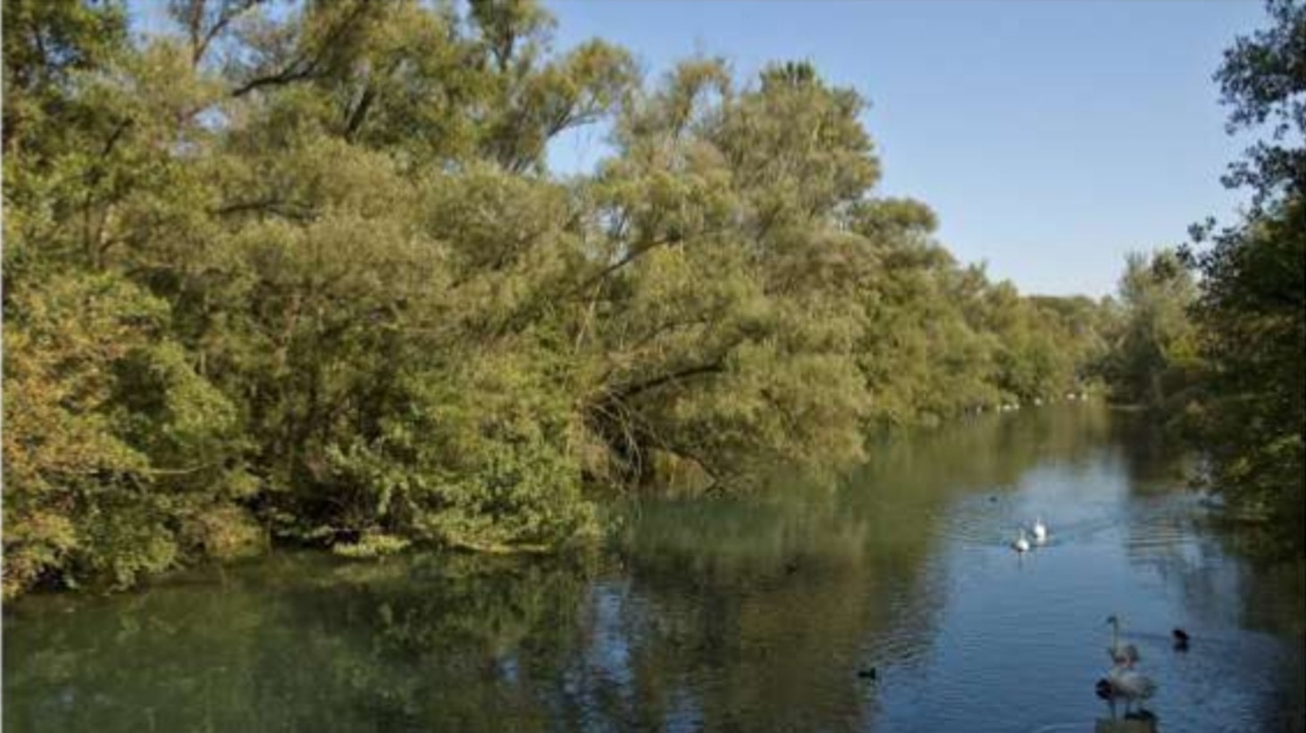 Photo d'un fleuve bordé d'arbres