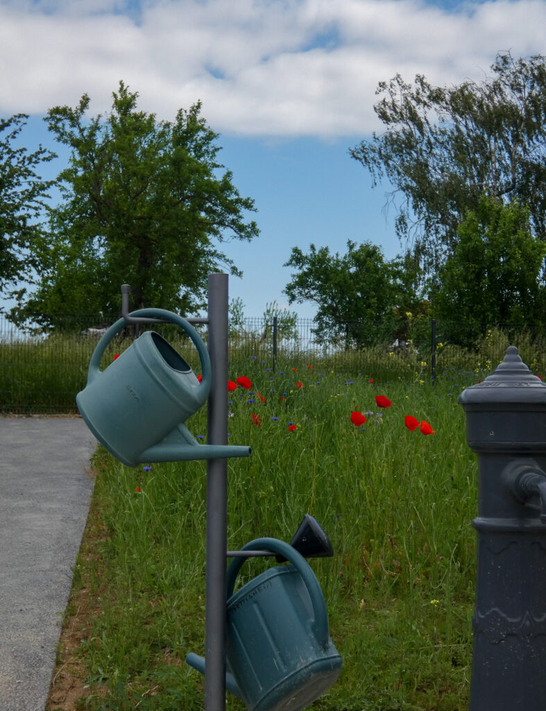 Arrosoirs fixés près d’un champ de coquelicots