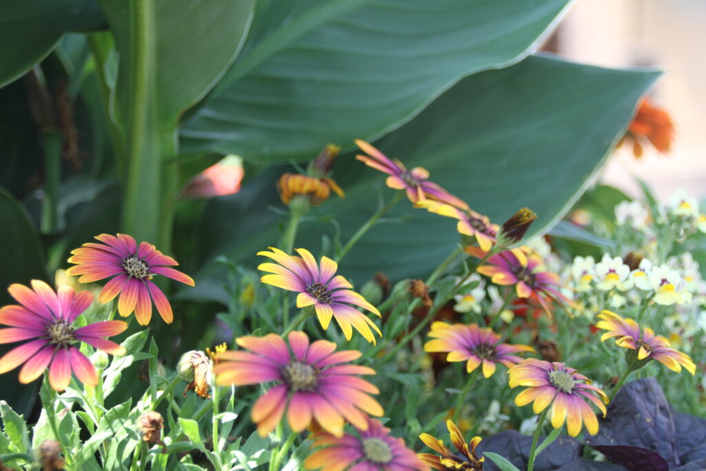 Fleurs violettes et jaunes dans un jardin verdoyant