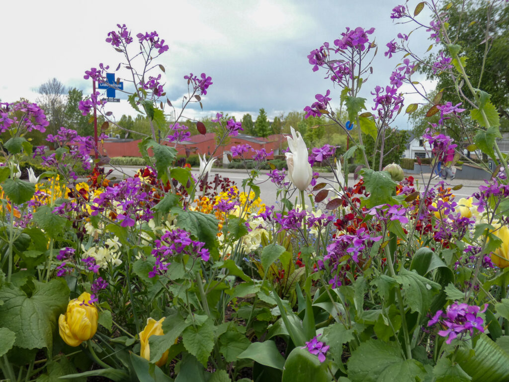 Massif de fleurs colorées en milieu urbain