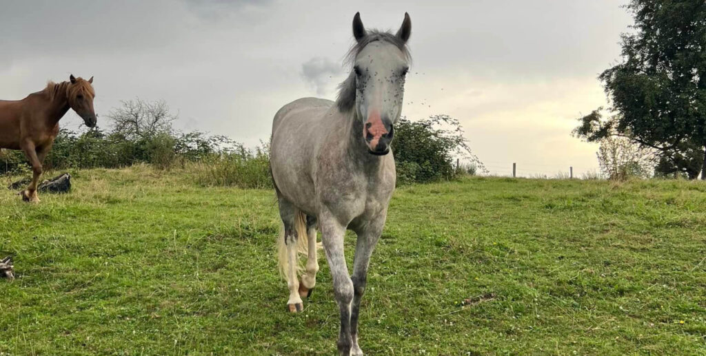 Photo d'un cheval blanc dans un pré
