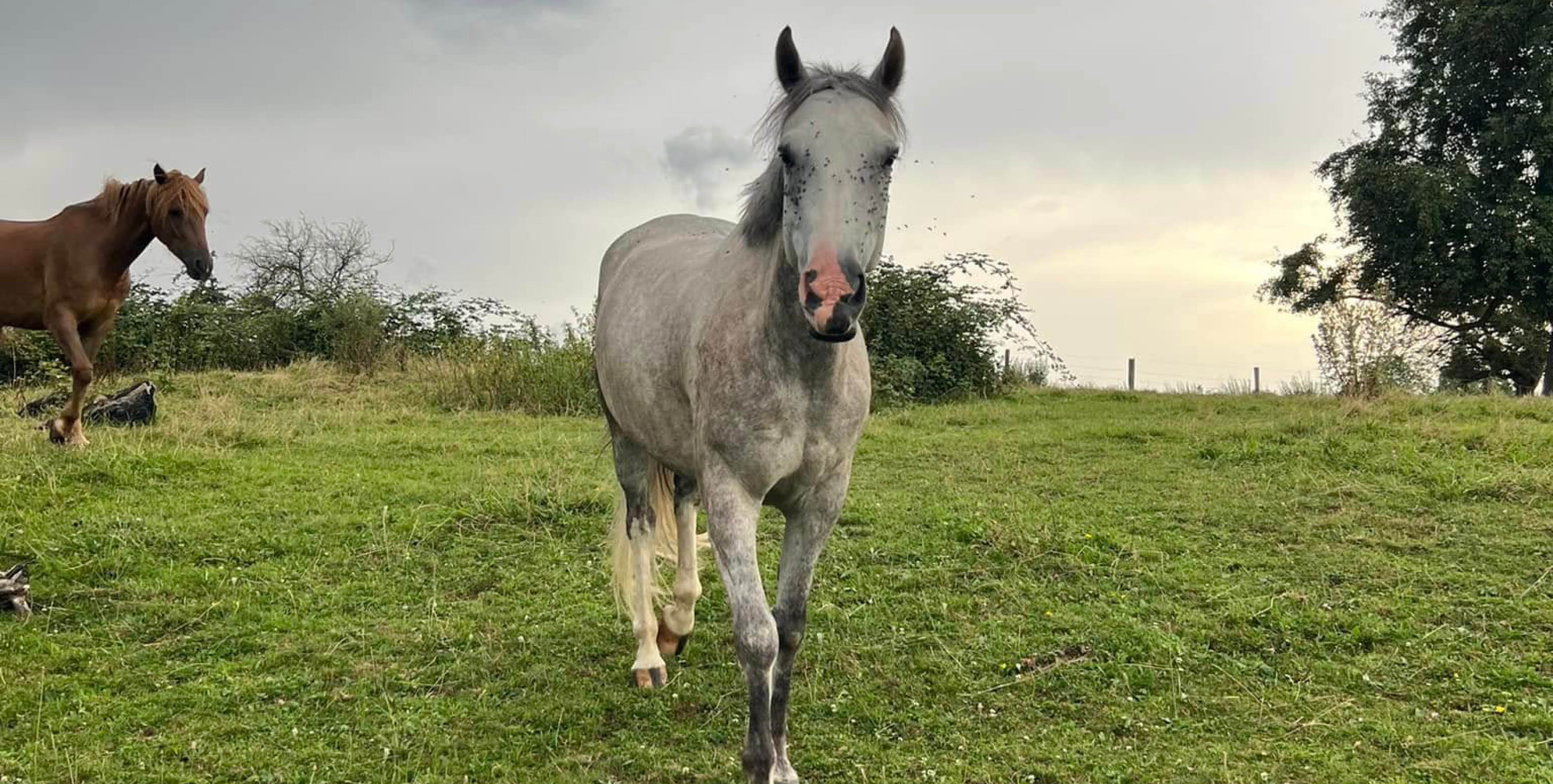 Photo d'un cheval blanc dans un pré